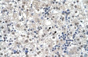 Anti-RTN2 Rabbit Polyclonal Antibody