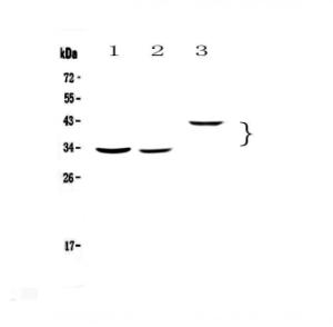 Anti-Regucalcin Polyclonal Antibody