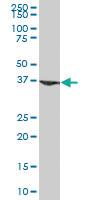 Anti-ARG1 Mouse Polyclonal Antibody