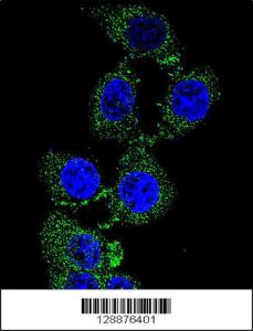 Anti-ZGRF1 Rabbit Polyclonal Antibody (PE (Phycoerythrin))