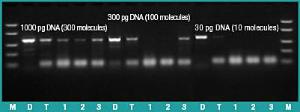 DreamTaq™ DNA polymerase