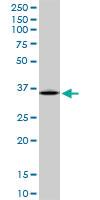 Anti-ARG1 Mouse Polyclonal Antibody