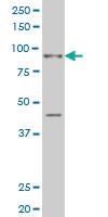 Anti-SIX4 Mouse Monoclonal Antibody [clone: 5D4]