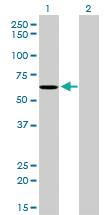 Anti-NDOR1 Mouse Monoclonal Antibody [clone: 3A11]