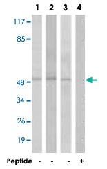 Anti-S1PR1 Rabbit Polyclonal Antibody