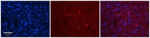 Anti-SZRD1 Rabbit Polyclonal Antibody