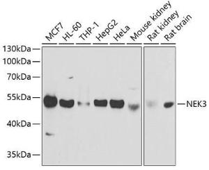 Western blot analysis of extracts of various cell lines, using Anti-NEK3 Antibody (A9959) at 1:1,000 dilution