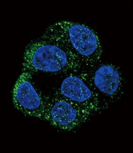 Anti-NOS3 Rabbit Polyclonal Antibody (HRP (Horseradish Peroxidase))