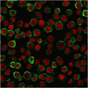 Immunofluorescent analysis of methanol fixed HEK293 cells stained with Anti-CD137 Antibody [4-1BB/3201] followed by Goat Anti-Mouse IgG (CF&#174; 488) (Green) Nuclear counterstain is RedDot