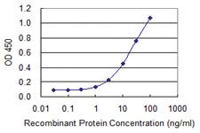 Anti-ST13 Mouse Monoclonal Antibody [clone: 2B2]