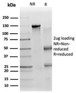 Anti-ZC3H7A antibody