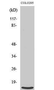 Western blot analysis of various cells using Anti-RPL39 Antibody