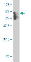 Anti-KPTN Mouse Monoclonal Antibody [clone: 1C7]