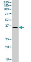 Anti-ARG2 Mouse Polyclonal Antibody