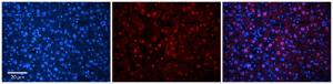 Anti-SZRD1 Rabbit Polyclonal Antibody