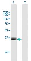 Anti-ARG2 Mouse Polyclonal Antibody