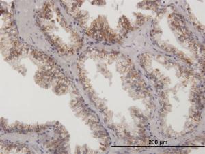 Anti-ARG2 Mouse Polyclonal Antibody