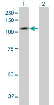 Anti-NLGN1 Mouse Polyclonal Antibody