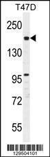 Anti-FHAD1 Rabbit Polyclonal Antibody (Biotin)