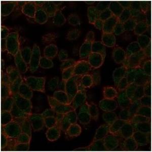 Immunofluorescent analysis of PFA-fixed HeLa cells stained with Anti-NeuroD2 Antibody [PCRP-NEUROD2-1G1] followed by Goat Anti-Mouse IgG (CFand#174; 488) (Green). CFand#174; 640A Phalloidin (Red)