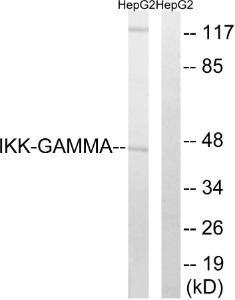 Western blot analysis of lysates from HepG2 cells using Anti-IKK-gamma Antibody. The right hand lane represents a negative control, where the antibody is blocked by the immunising peptide.