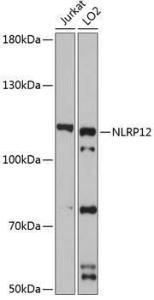 Western blot analysis of extracts of various cell lines, using Anti-NALP12/NLRP12 Antibody (A9961) at 1:3,000 dilution