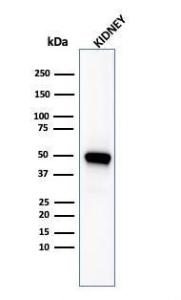 Western blot analysis of kidney tissue lysate using Anti-CD137 Antibody [4-1BB/3201]