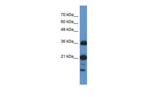 Anti-SZRD1 Rabbit Polyclonal Antibody