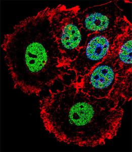 Anti-HDAC1 Rabbit Polyclonal Antibody (Biotin)