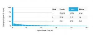 Anti-ZC3H7A antibody