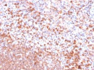 Immunohistochemical analysis of formalin-fixed, paraffin-embedded human spleen using Anti-Resistin Antibody [RETN/4326]