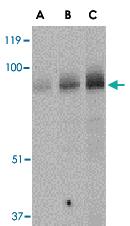 Anti-BRSK1 Rabbit Polyclonal Antibody