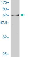 Anti-CDK13 Mouse Monoclonal Antibody [clone: 1B3-1B11]