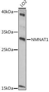 Western blot analysis of extracts of LO2 cells, using Anti-Nmnat1 / NMNAT Antibody (A9962) at 1:1,000 dilution. The secondary antibody was Goat Anti-Rabbit IgG H&L Antibody (HRP) at 1:10,000 dilution.