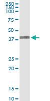 Anti-ARG2 Rabbit Polyclonal Antibody