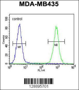 Anti-CAMSAP1 Rabbit Polyclonal Antibody (APC (Allophycocyanin))