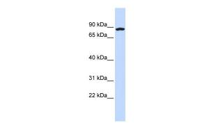 Anti-CCDC151 Rabbit Polyclonal Antibody