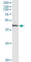 Anti-ARG2 Rabbit Polyclonal Antibody