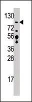 Anti-USP33 Rabbit Polyclonal Antibody