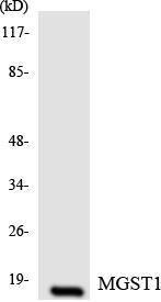 Western blot analysis of the lysates from RAW264.7 cells using Anti-MGST1 Antibody