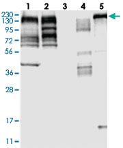 Anti-MLLT4 Rabbit Polyclonal Antibody