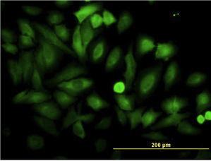 Anti-ENO1 Mouse monoclonal antibody [clone: 8G8]