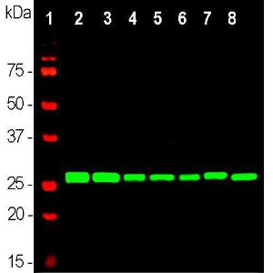 Anti-1433 eta antibody