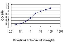 Anti-NLGN1 Mouse Monoclonal Antibody [clone: 2G7]