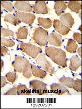 Anti-ARL17A Rabbit Polyclonal Antibody