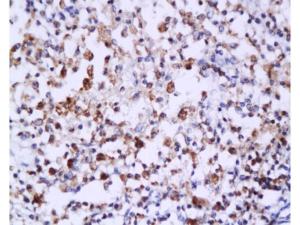 Anti-CASP6 Rabbit Polyclonal Antibody