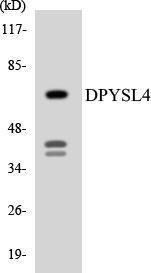 Antibody anti-DPYSL4 A96912-100 100 µg