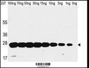 Anti-Glutathione S Transferase Mouse Monoclonal Antibody (FITC (Fluorescein Isothiocyanate)) [clone: 21CT54.13.1 / 21CT54.13.7]