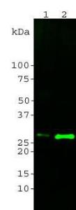 Blot of 20µg crude HeLa cell homogenate