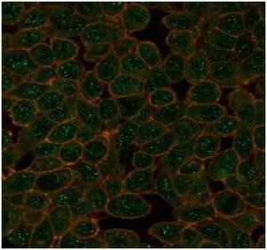 Immunofluorescent analysis of PFA-fixed HeLa cells stained with Anti-GTF2A1 Antibody [PCRP-GTF2A1-1F2] followed by Goat Anti-Mouse IgG (CF&#174; 488) (Green). CF&#174; 640A Phalloidin (Red).